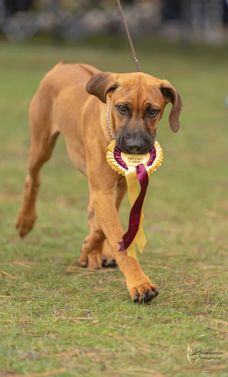 Baby Ridgebacks Marlborough App