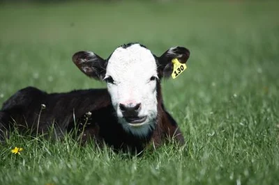 IHC calf sale
