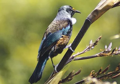 Tui making welcome comeback