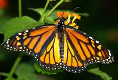 Where are all the monarchs?