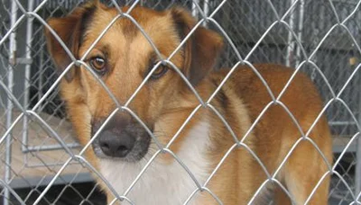 Search on for new pooch owner