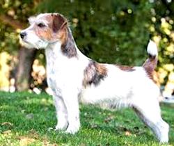 Every dog WILL have his day . . .