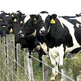 Visiting the best heifers