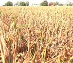Farmers' feed moving north