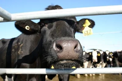 Milk, anyone?