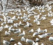 Man drove through gull colony