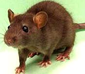 Rats moving into the warm