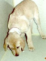 Parvovirus numbers low here