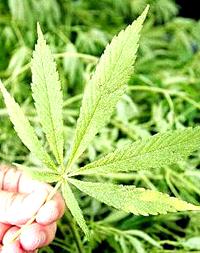 Outrage over cannabis sentence