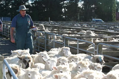 Saleyard prices solid