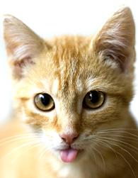 Cat bylaw 'unworkable'