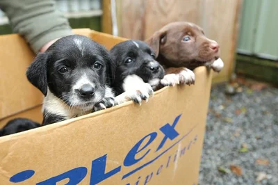 Puppies dumped