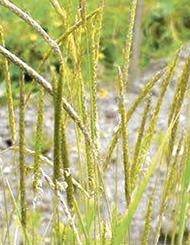Response to black grass