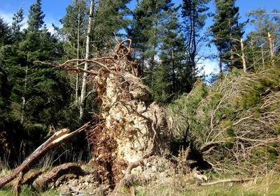Storm 'could cost $1m'