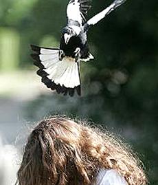 Magpie attacks increasing