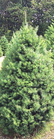 Urgent plea for trees