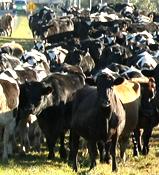 Big dairy payouts over?