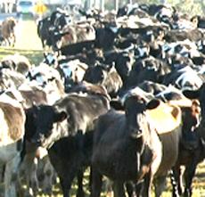 Big dairy stand-off