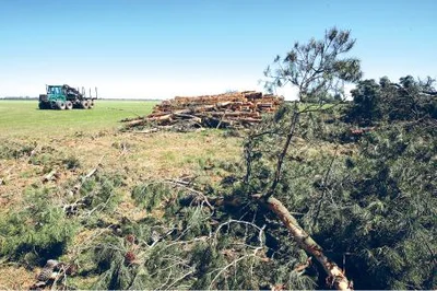 Crews kept busy with downed trees
