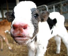 Slaughter ‘must be humane’
