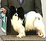 Canines put to the test