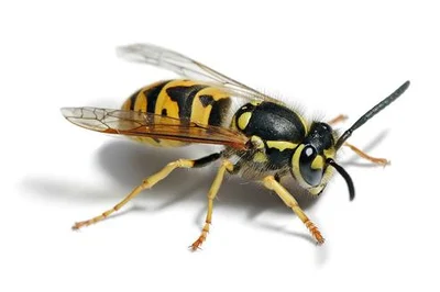 Wasps sting three in Methven
