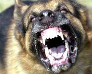 Dog attacks a concern