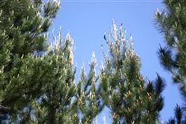 Forestry sell-off mooted