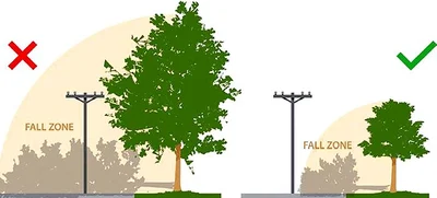 Trees, power a bad mix