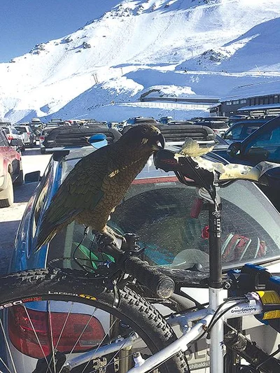Keas continue to wreak havoc
