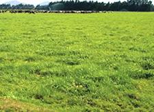 Foreign buyers for farm