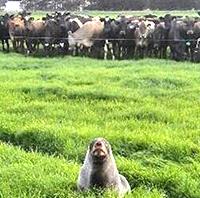 Unusual farm visitor