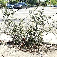 Council working on the weeds