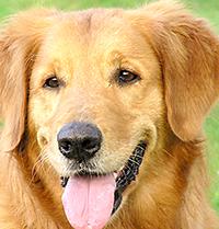 No evidence of dognapping