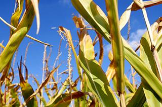 Arable farmers take a hit