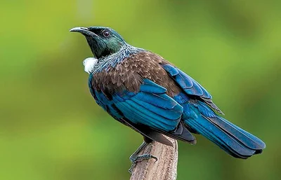 Tui sighted at domain