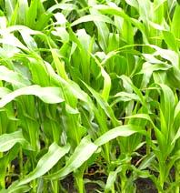 Top maize man
