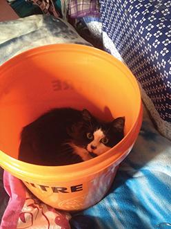Fire victim mourns beloved cat