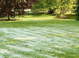 Lucky escape from late frost