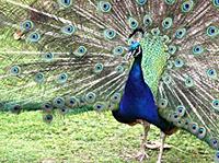 Who owns noisy peacocks?