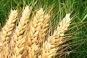 Good harvest expected