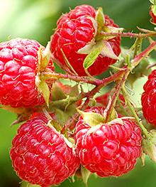 Berry season nearly over