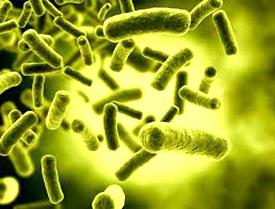 E.coli found in six samples