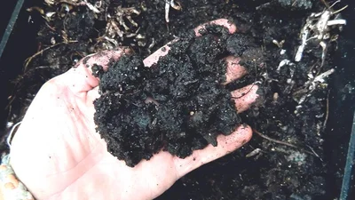 Compost is black gold