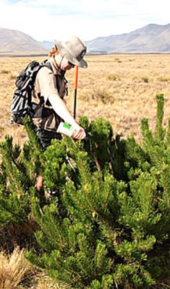 Eradicating a pest