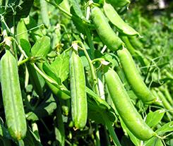 Pea industry under threat