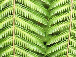 Indigenous plants tagged