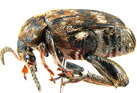 Combating pea weevil