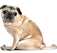 Kennel cough warning