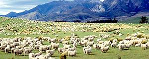 Lamb on the menu